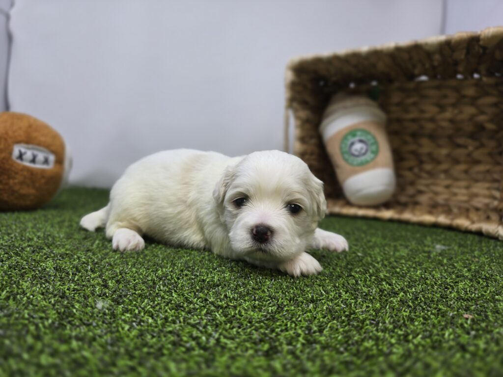 Owen - Bichon/Pekingese - Image 3