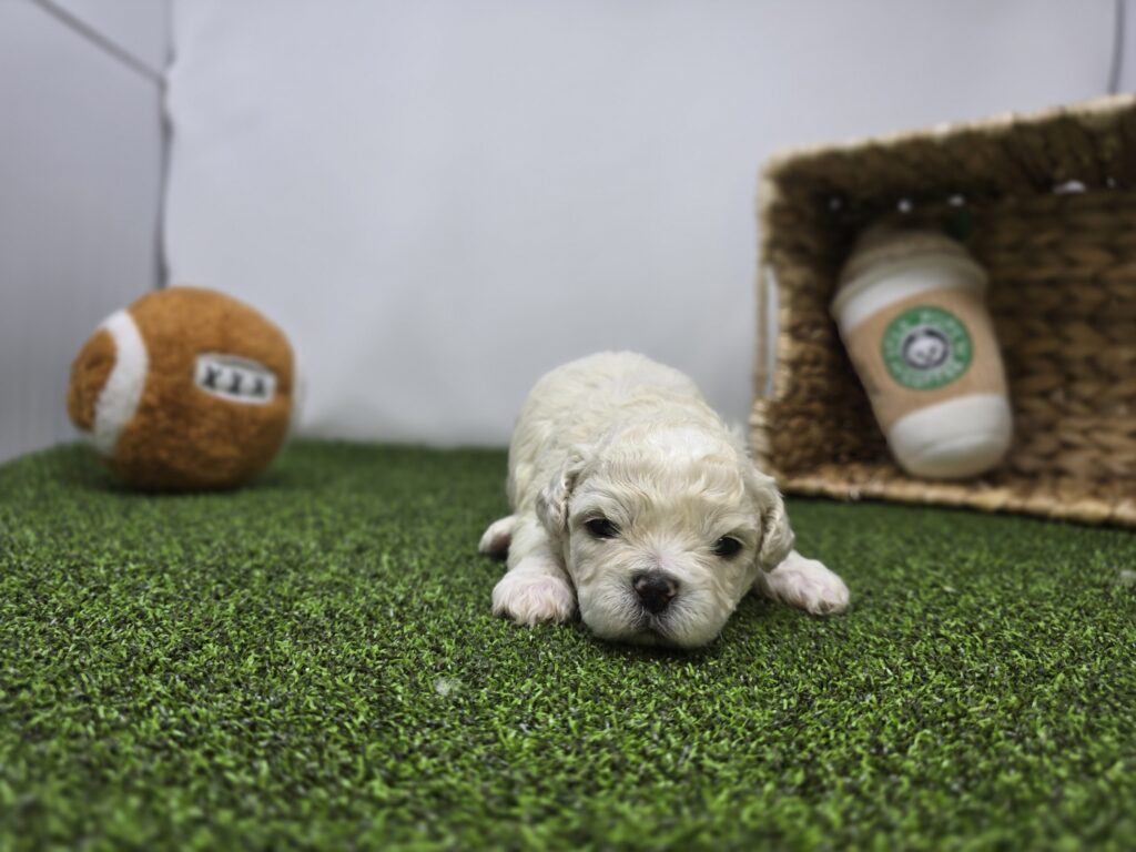 Finn - Bichon/Pekingese - Image 3