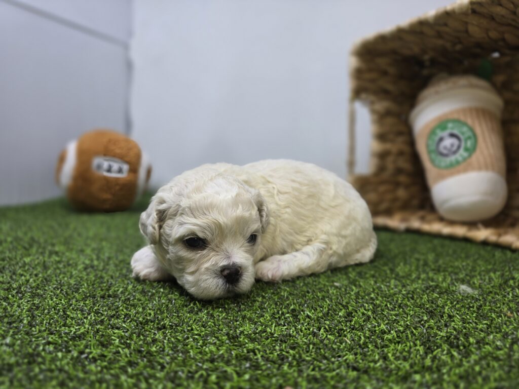 Finn - Bichon/Pekingese - Image 4