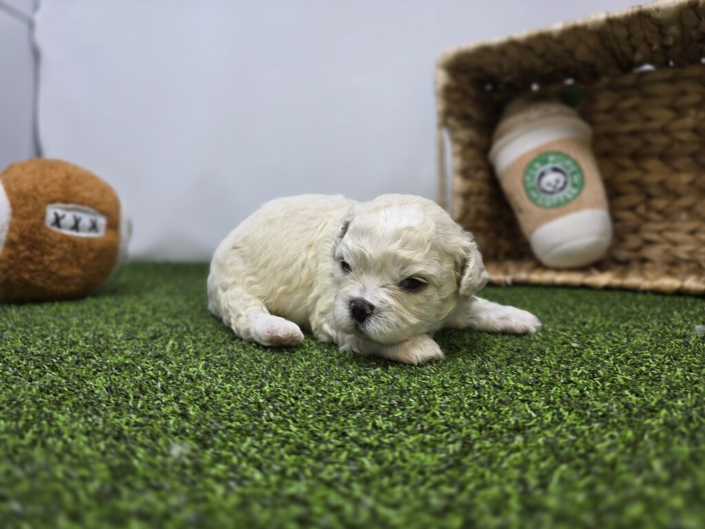 Finn - Bichon/Pekingese - Image 6