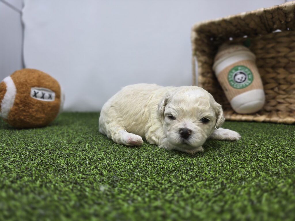 Finn - Bichon/Pekingese - Image 5