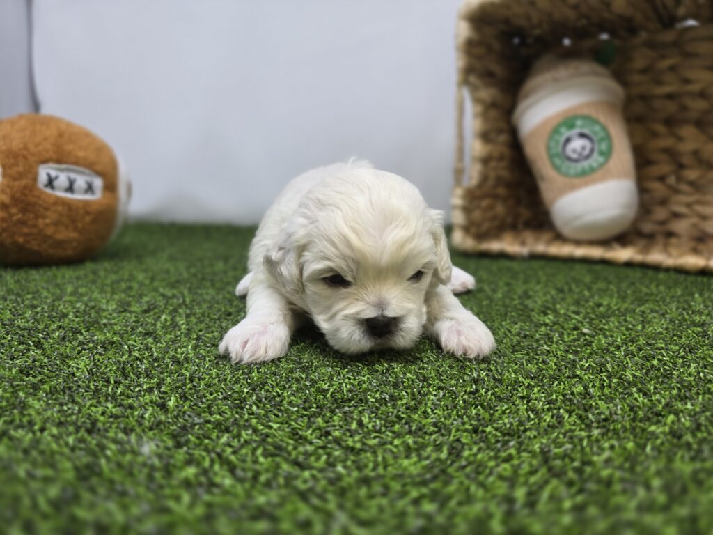 Arlo - Bichon/Pekingese - Image 2