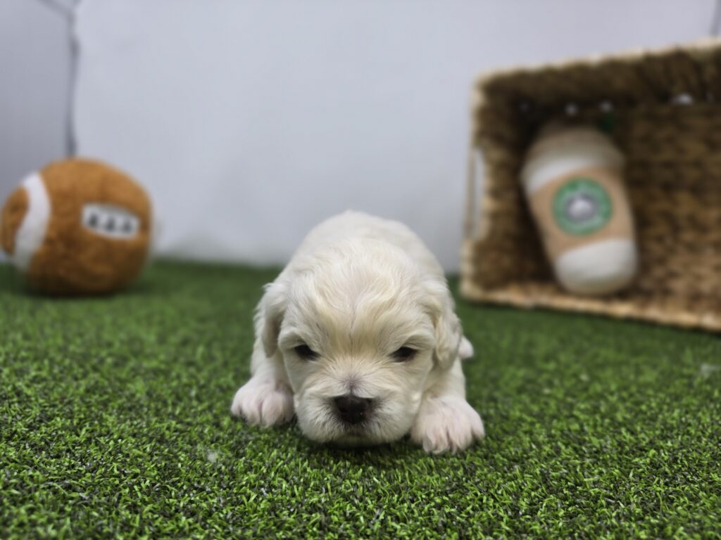 Arlo - Bichon/Pekingese - Image 6