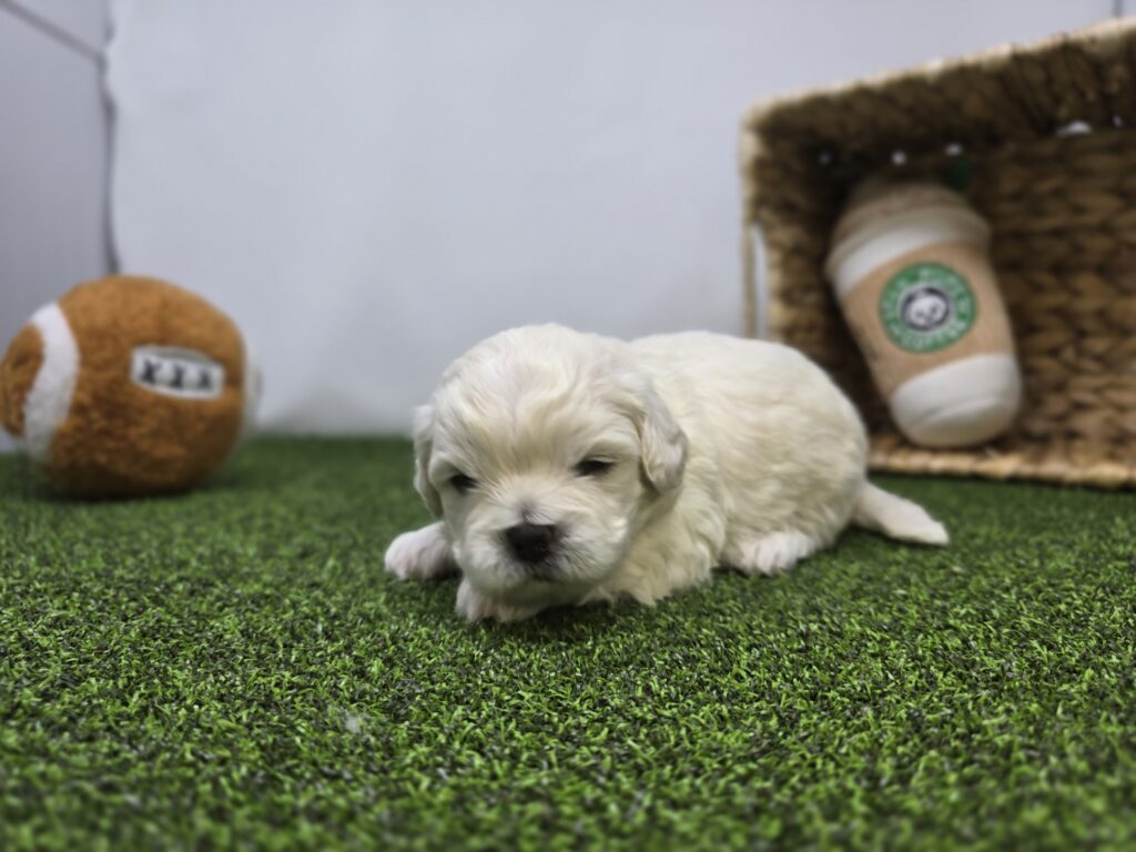 [#262-04]  - White M Bichon/Pekingese Puppies For Sale