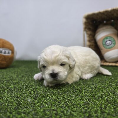 Bichon/Pekingese - 1274 - Arlo