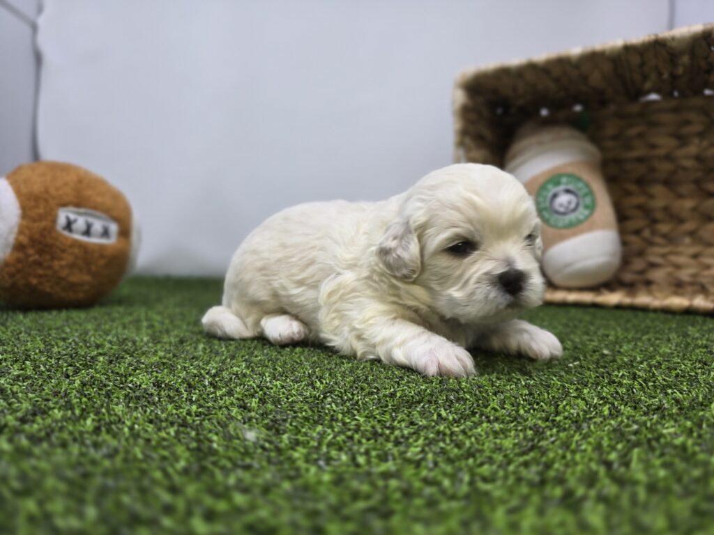 Arlo - Bichon/Pekingese - Image 4