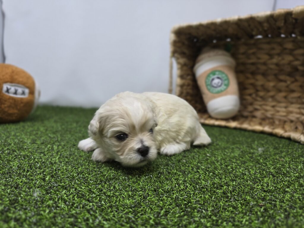 Alice - Bichon/Pekingese - Image 1