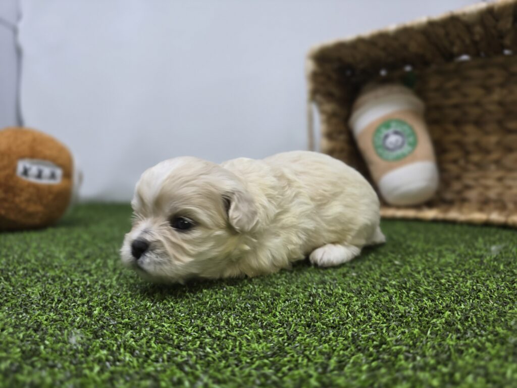 Alice - Bichon/Pekingese - Image 5