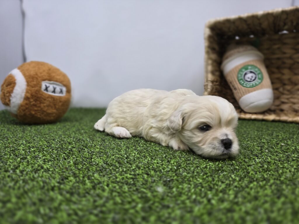 Alice - Bichon/Pekingese - Image 4