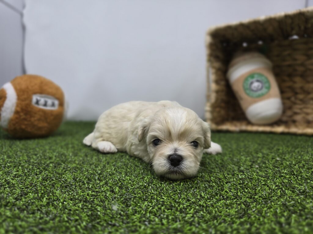 Alice - Bichon/Pekingese - Image 3