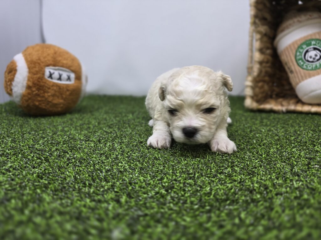 Clara - Bichon/Pekingese - Image 4