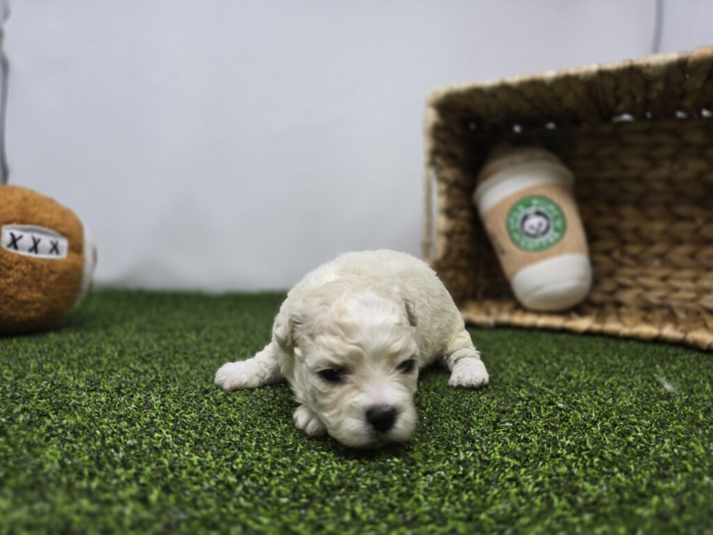 Clara - Bichon/Pekingese - Image 3