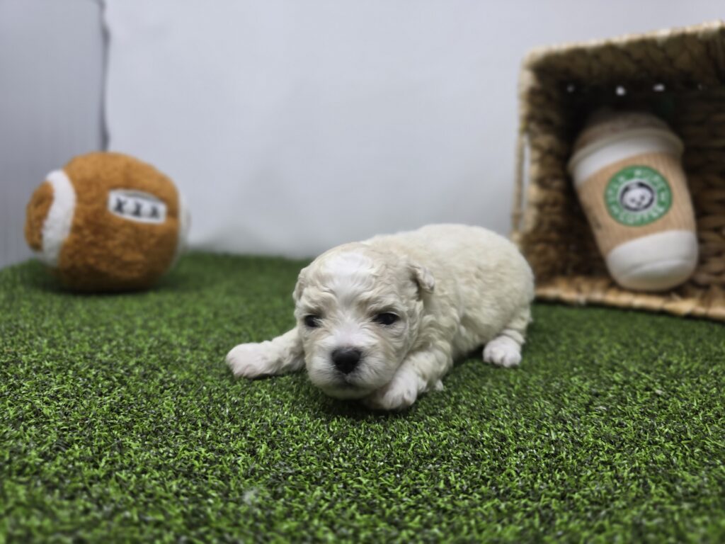 Clara - Bichon/Pekingese - Image 5