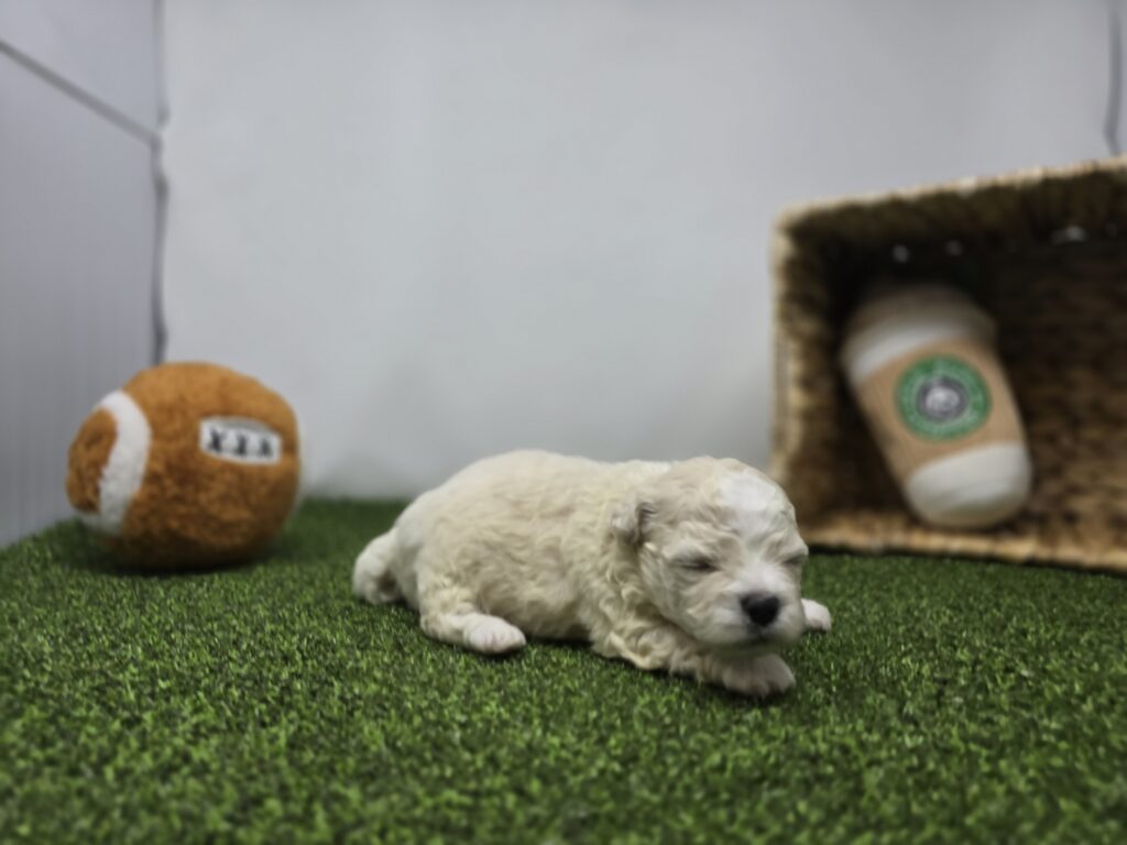 Clara - Bichon/Pekingese - Image 6