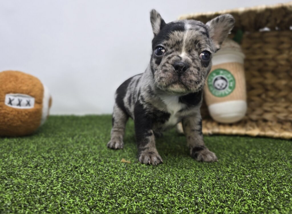 Bowie - Frenchton - Image 2