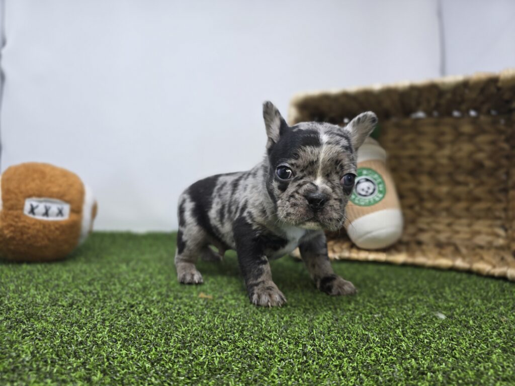 [#26189-01]  - Blue Merle M Frenchton Puppies For Sale