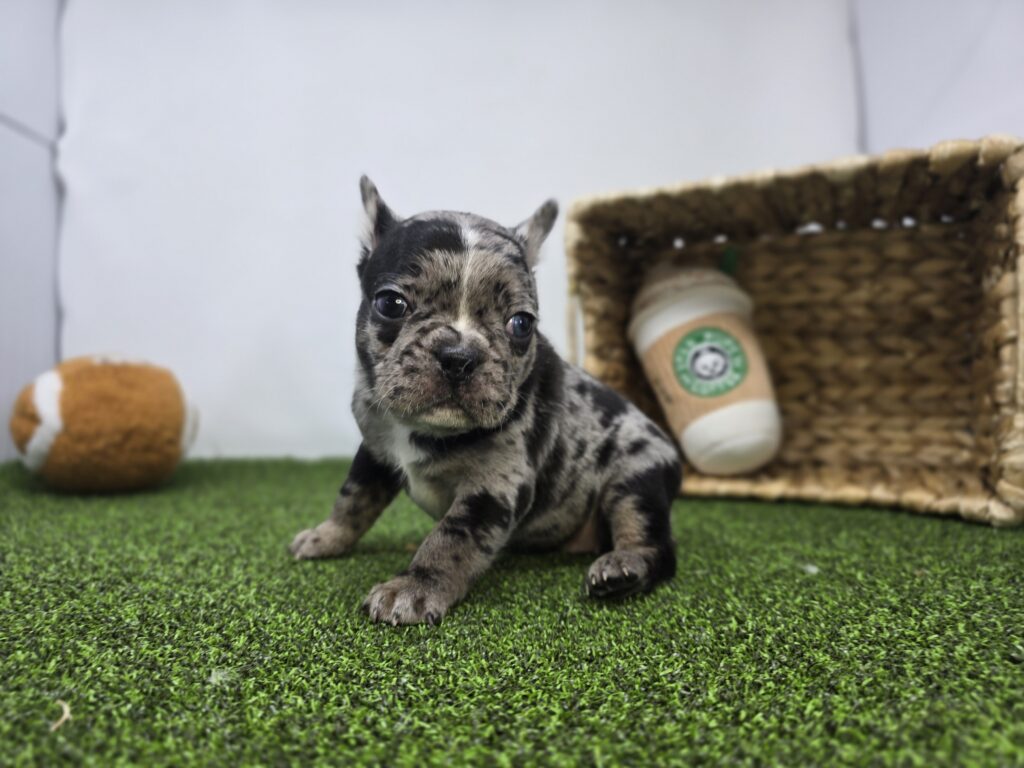 Bowie - Frenchton - Image 3