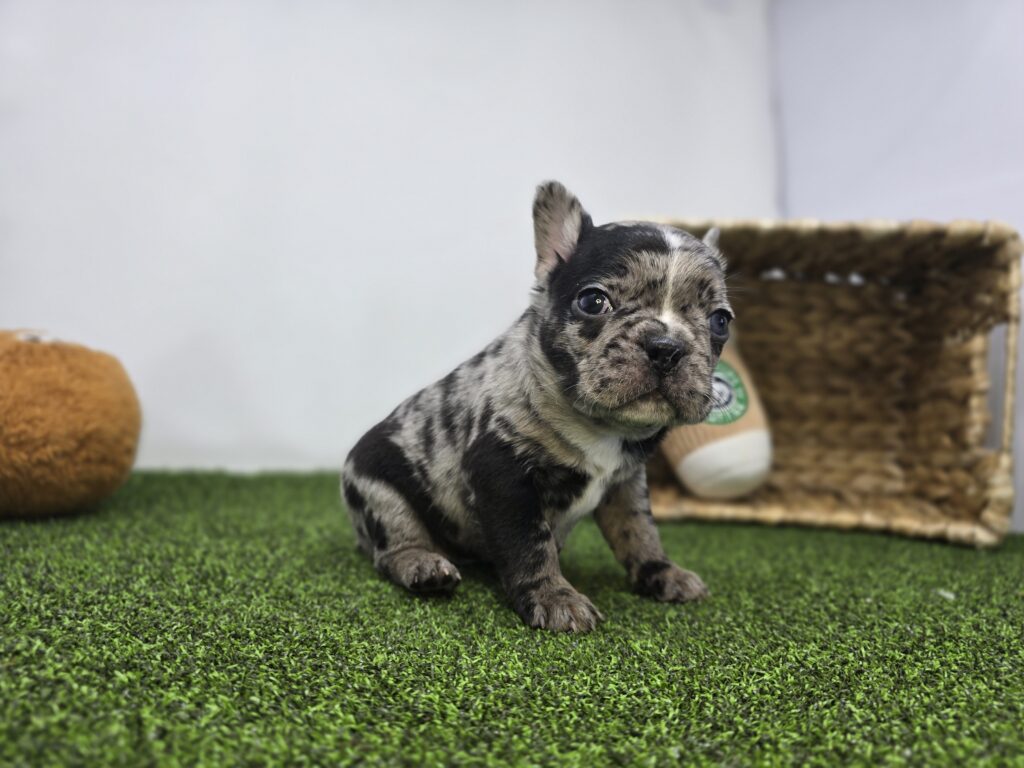 Bowie - Frenchton - Image 4