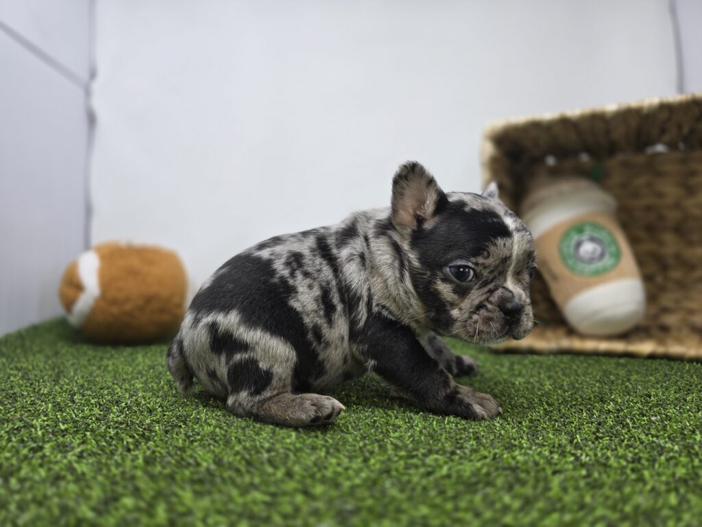 Bowie - Frenchton - Image 5