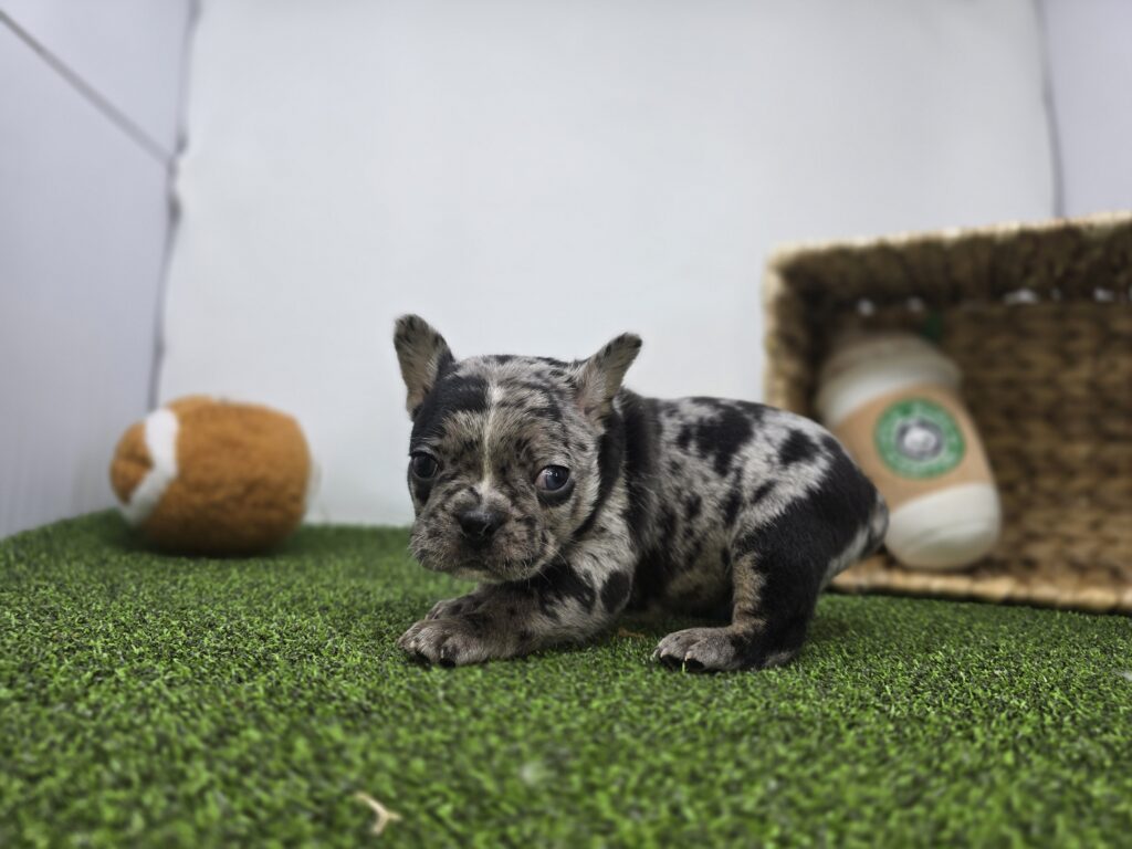 Bowie - Frenchton - Image 6