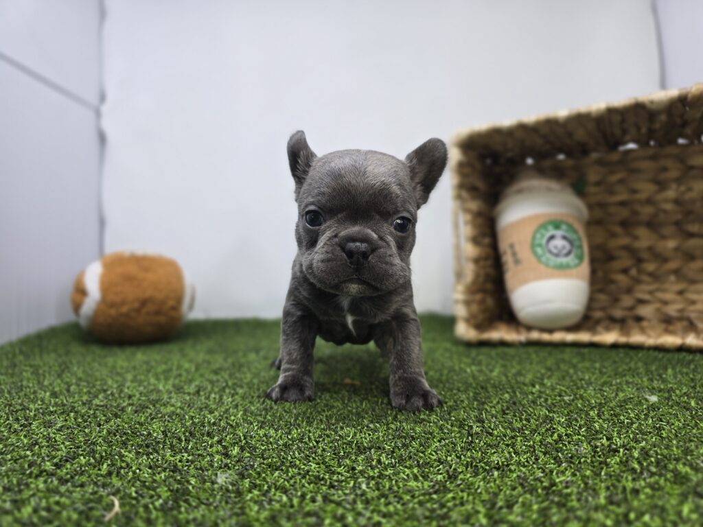 [#26189-02]  - Lilac M Frenchton Puppies For Sale