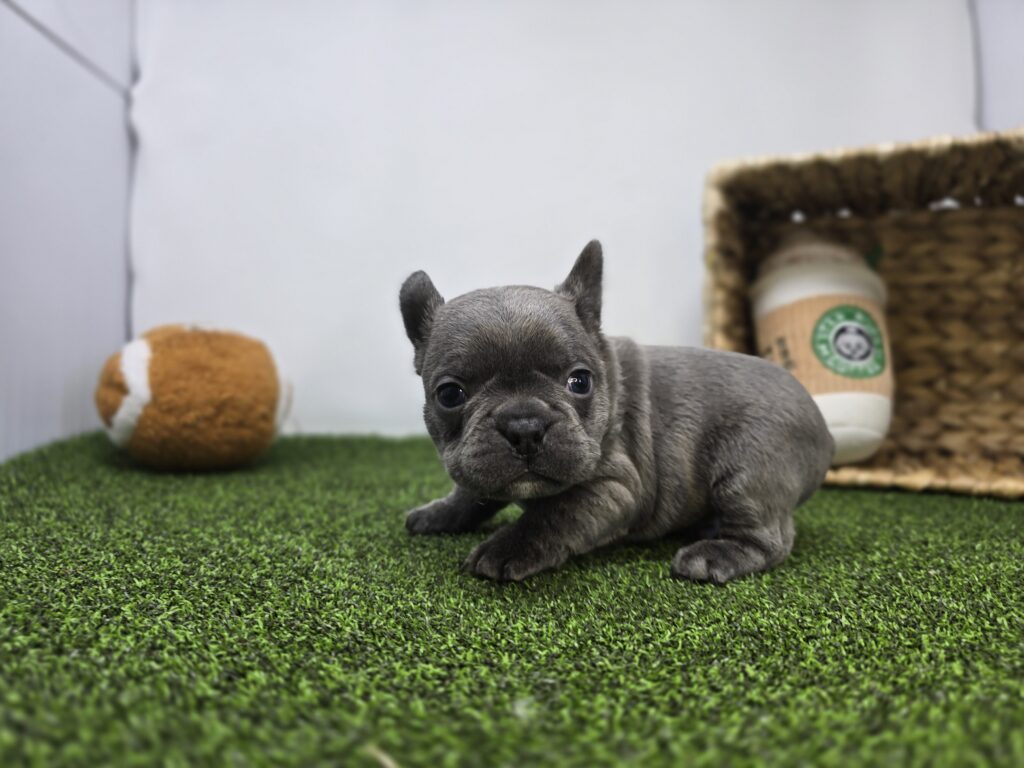 Heath - Frenchton - Image 6