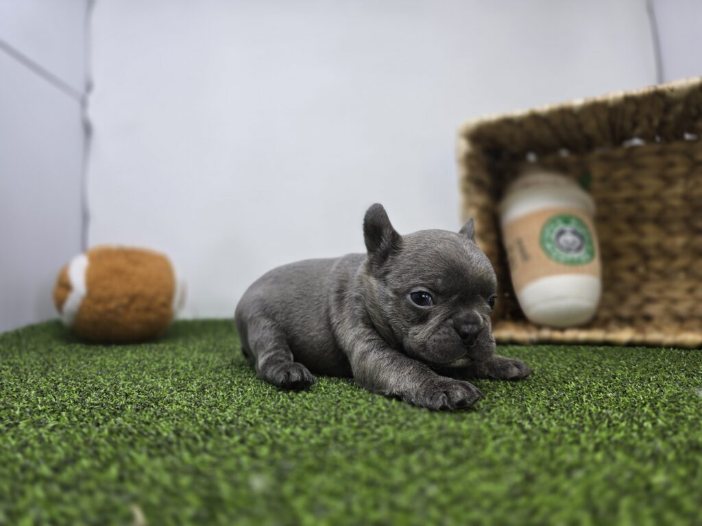 Heath - Frenchton - Image 4