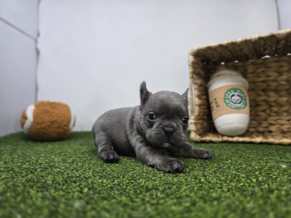 Heath - Frenchton - Image 3