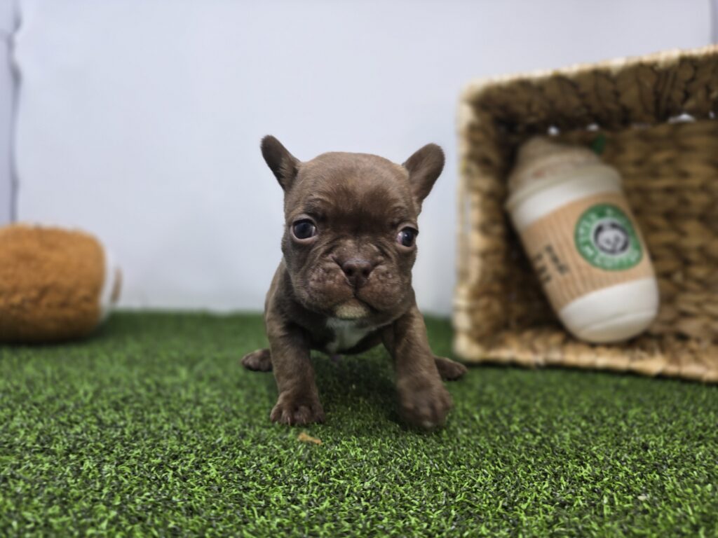 [#26189-03]  - Fawn M Frenchton Puppies For Sale