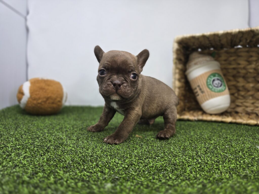 Jettson - Frenchton - Image 6