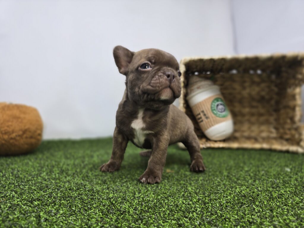 Jettson - Frenchton - Image 5