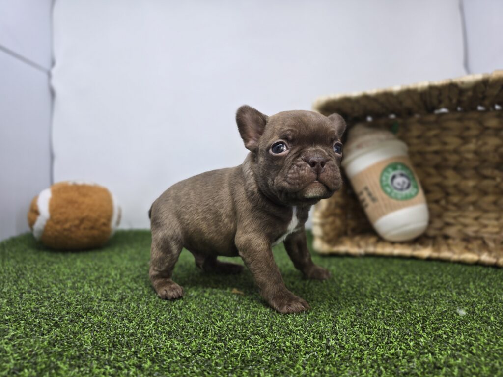 Jettson - Frenchton - Image 4