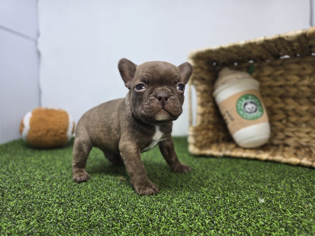 Jettson - Frenchton - Image 3