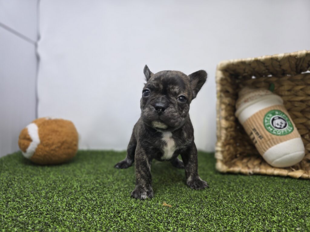 [#26189-04]  - Brindle M Frenchton Puppies For Sale
