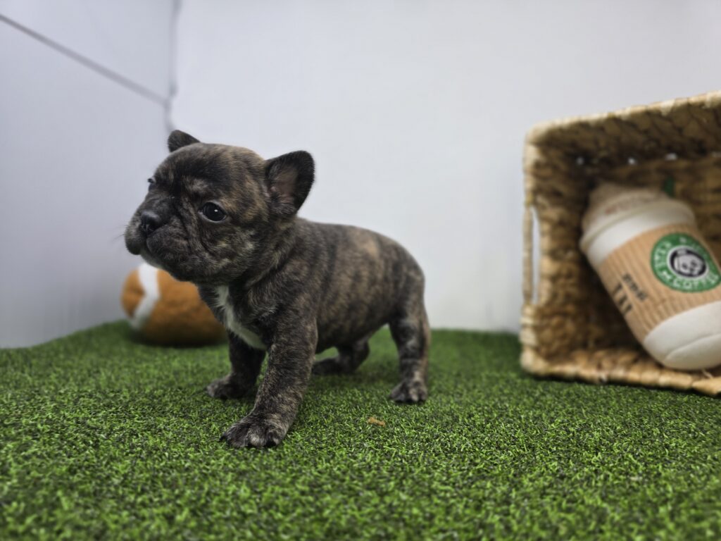 Brooks - Frenchton - Image 6