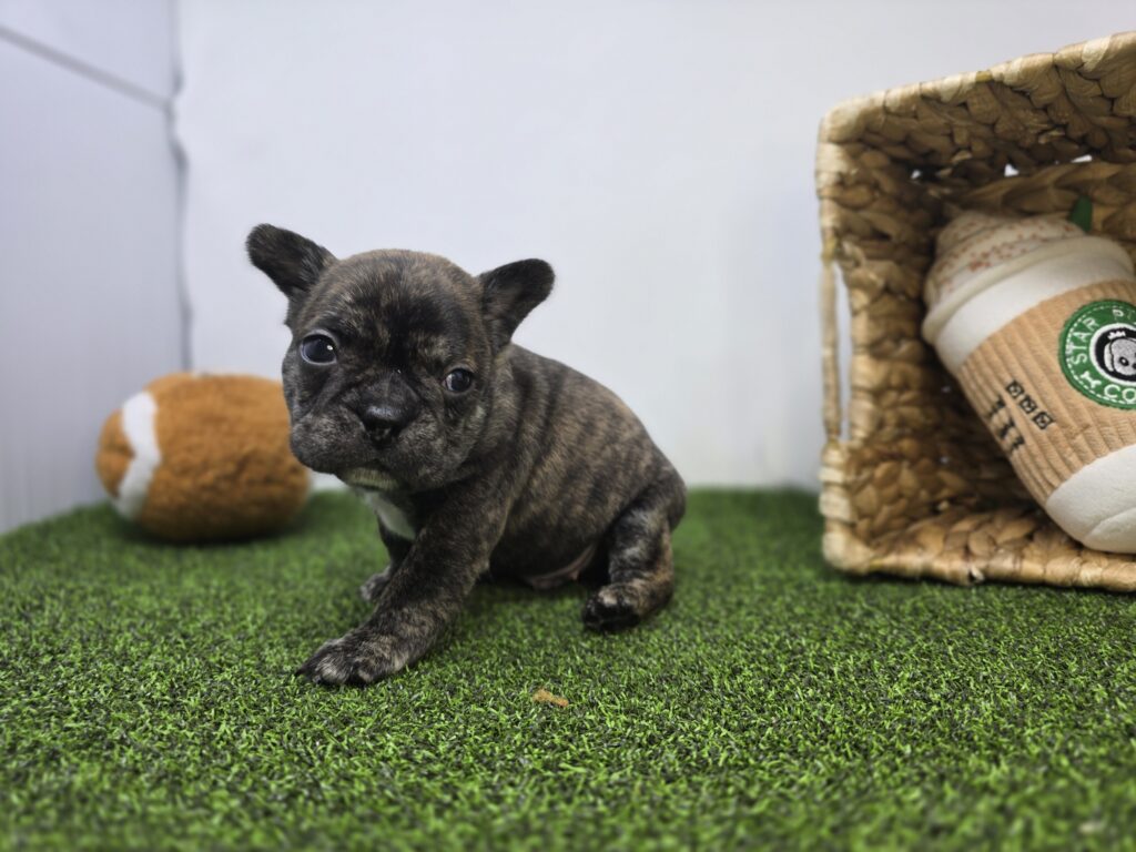 Brooks - Frenchton - Image 5