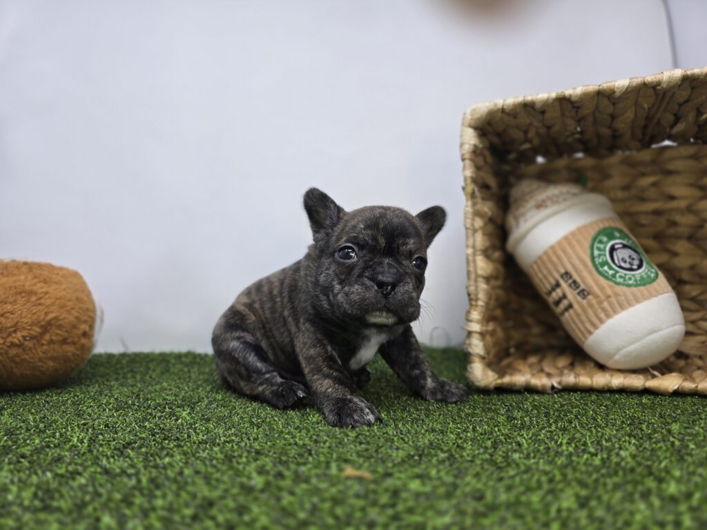 Brooks - Frenchton - Image 4