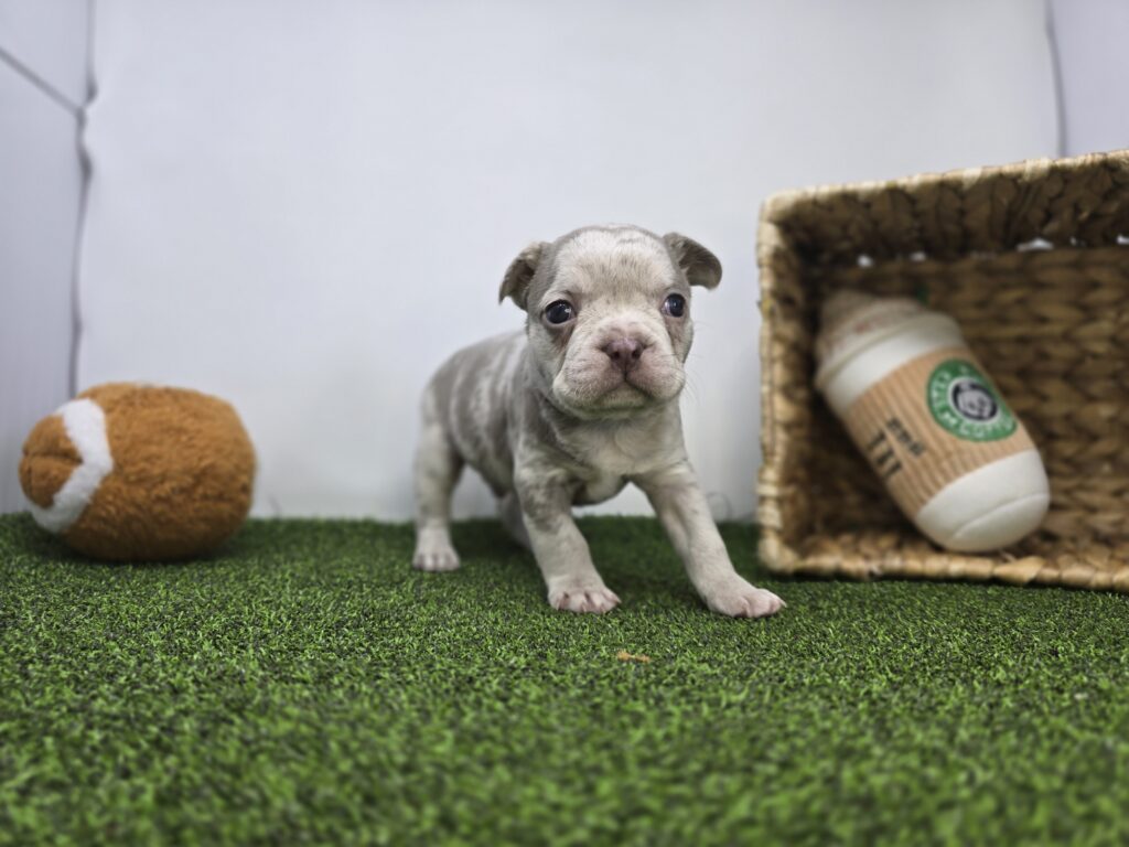 Beau - Frenchton - Image 4