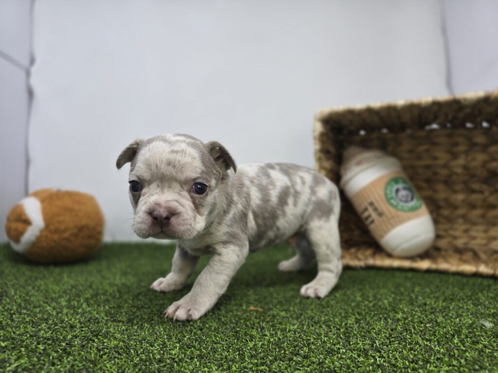 Beau - Frenchton - Image 3