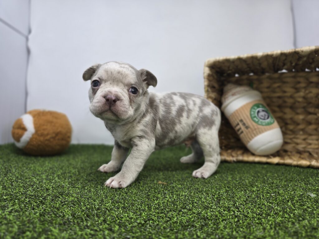 [#26189-05]  - Lilac Merle M Frenchton Puppies For Sale