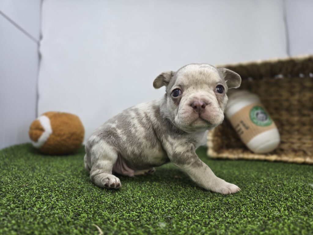 Beau - Frenchton - Image 5