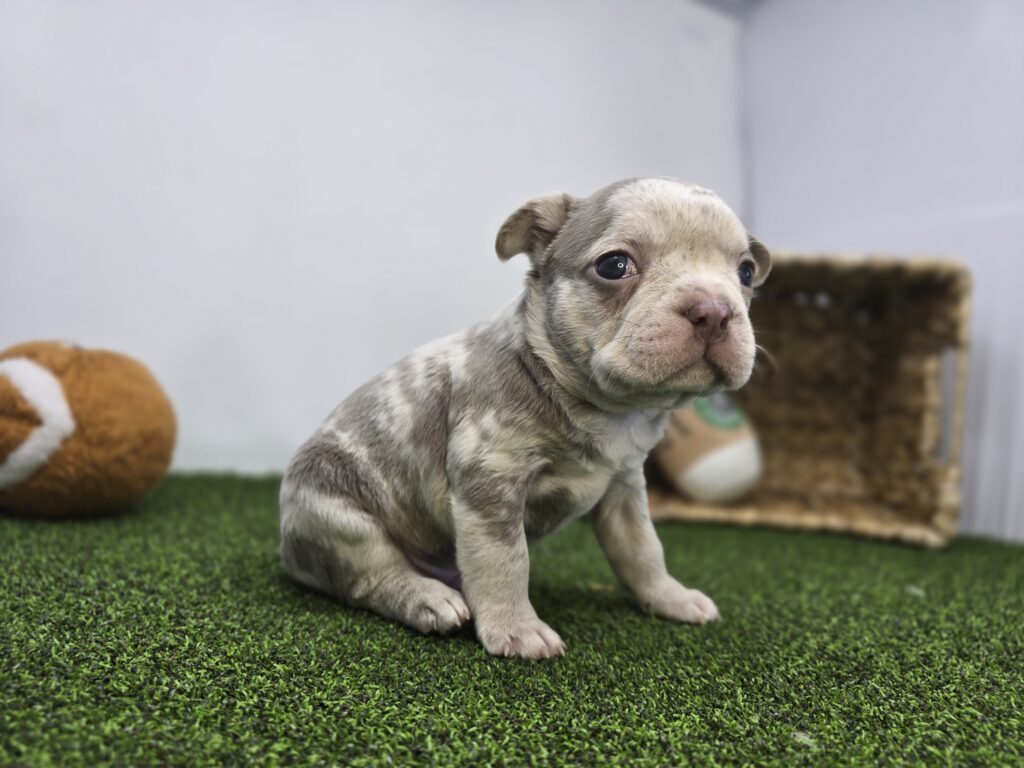 Beau - Frenchton - Image 6