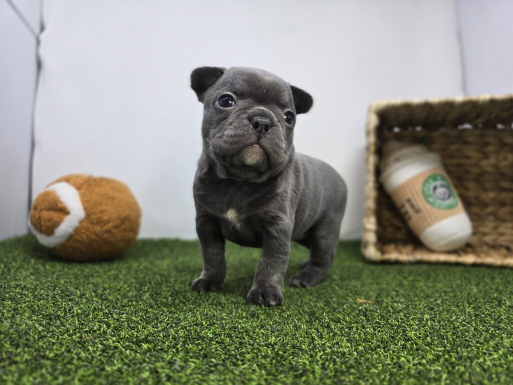 Nora - Frenchton - Image 2