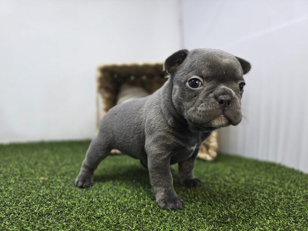 Nora - Frenchton - Image 3