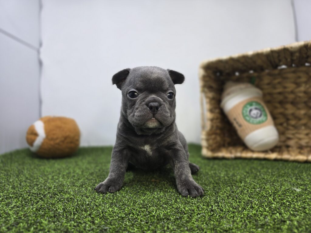 [#26189-06]  - Lilac F Frenchton Puppies For Sale
