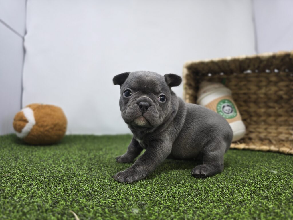 Nora - Frenchton - Image 4