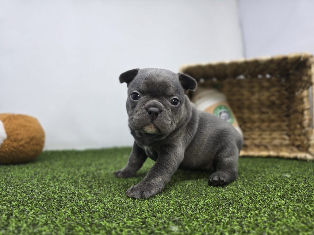 Nora - Frenchton - Image 5