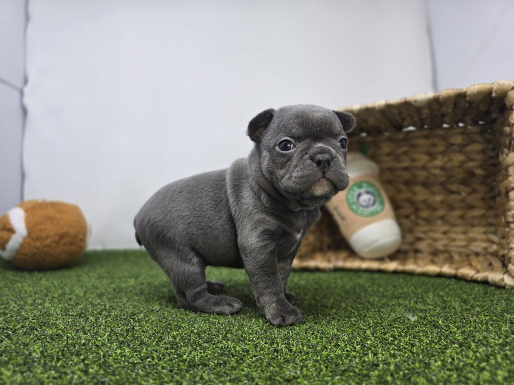 Nora - Frenchton - Image 6