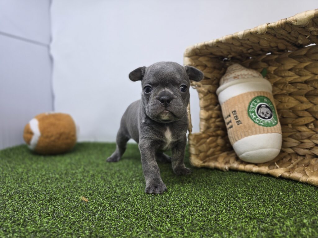 Paisley - Frenchton - Image 2