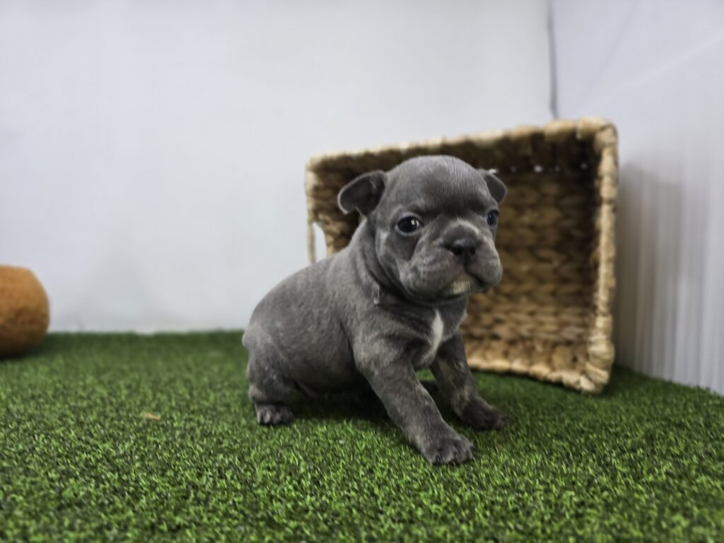 Paisley - Frenchton - Image 3